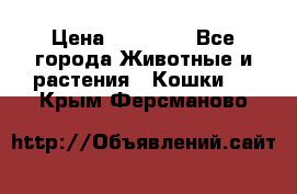 Zolton › Цена ­ 30 000 - Все города Животные и растения » Кошки   . Крым,Ферсманово